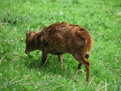 muntjac (Muntiacus reevesi) Kenneth Noble